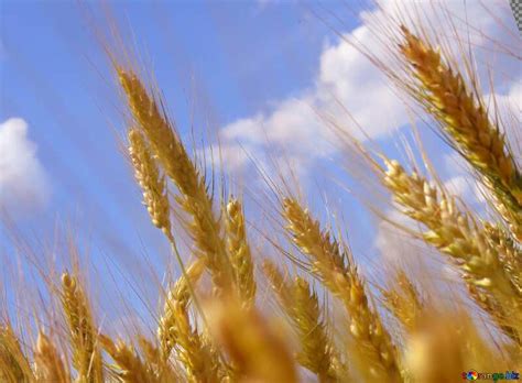 Cover Cornfields Download Free Picture №18906
