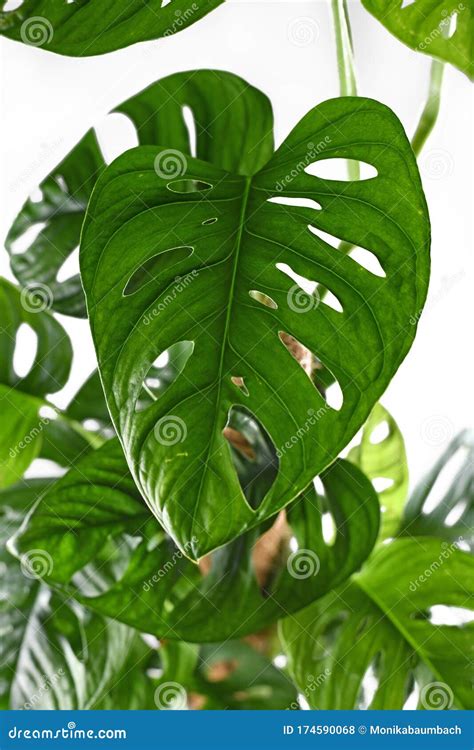 Primer Plano De Hoja Con Agujeros De Monstera Tropical Adansonii O