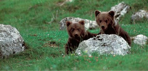 Abruzzo National Park, Gran Sasso, Marsican Brown Bears and nature