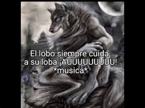 Un Lobo Siempre Cuida A Su Loba YouTube