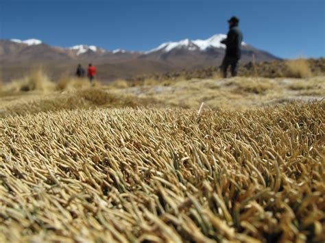 The Best Traditional Foods You Need to Try on Your Trip to Bolivia