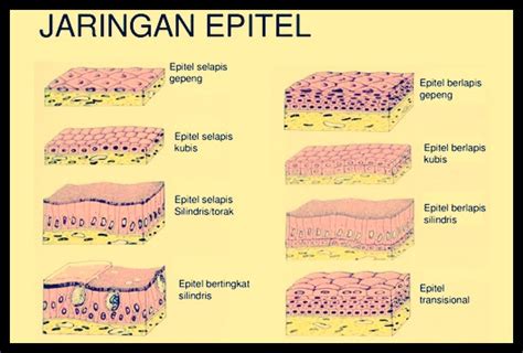 Jaringan Epitel Pengertian Jenis Ciri Fungsi Dan Gambar