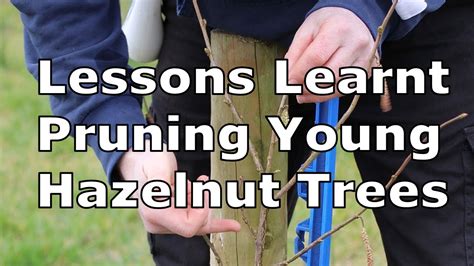 Pruning And Training Young Hazelnut Trees How I Decided On Heading