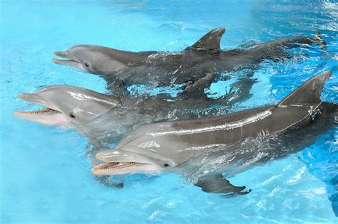 Chicago Zoological Society Mourns Loss Of Dolphin Calf At Brookfield