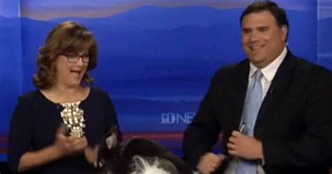 VIDEO Hilarious Moment Two Rabbits Have Sex On News Desk During Live Easter Broadcast Daily Star