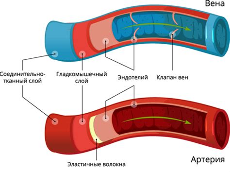 Сосуды: артерии, вены, капилляры — урок. Биология, 8 класс. | Биология ...