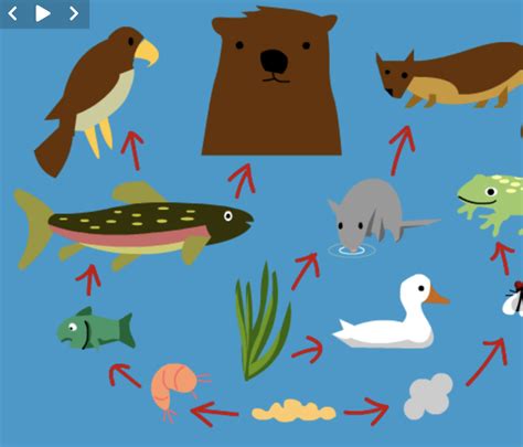 Food Chains Lesson Plan Interactions Energy And Dynamics Brainpop