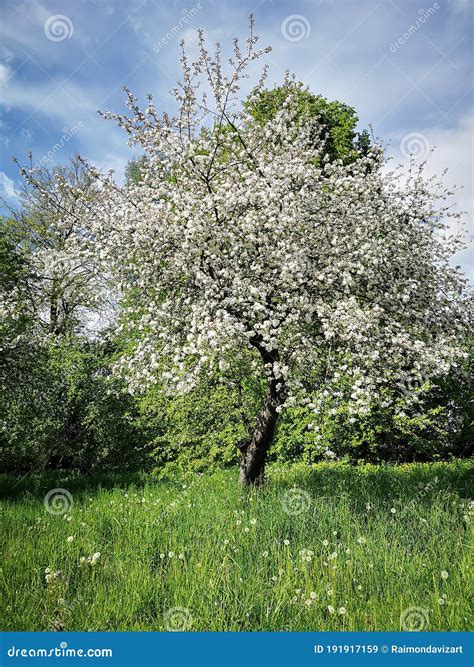 Flowering Of The Old Garden Stock Image Image Of Spring Plants