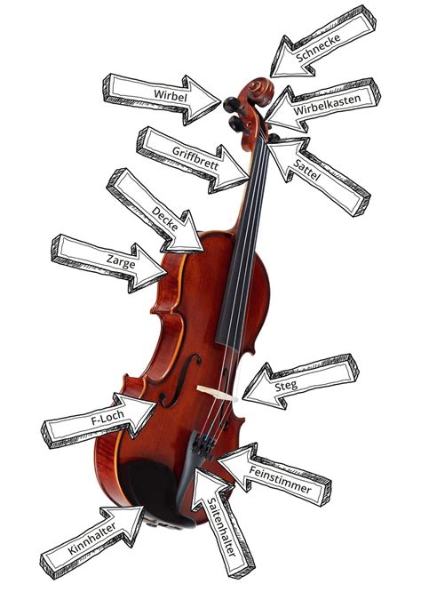 Ratgeber Streichinstrumente Aufbau Von Streichinstrumenten Basiswissen