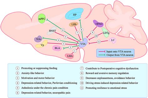 Frontiers Commentary Midbrain Projection To The Basolateral Amygdala