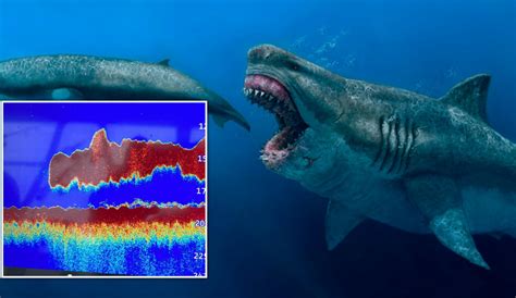 Scientists Are Shocked To Find A 50 Foot Long Megalodon In The