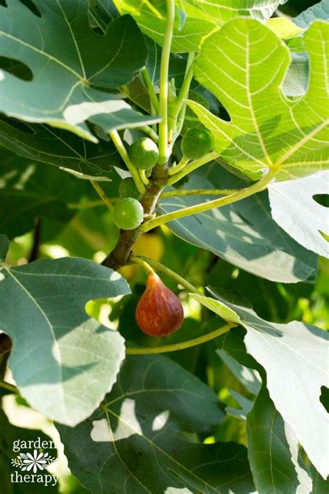 A Great Guide To Growing Figs In The Home Garden And Why You Should