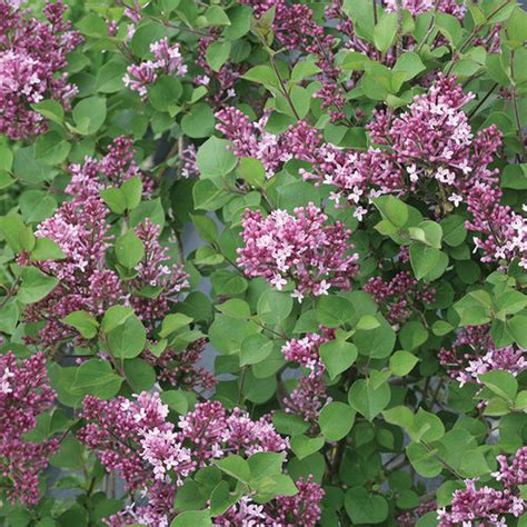 Winterize Korean Dwarf Lilac Bushes All About Plants