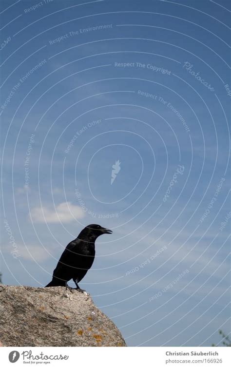 Quoth The Raven Nevermore Wallpaper