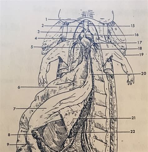 Necturus General Dissection 1 Diagram Quizlet