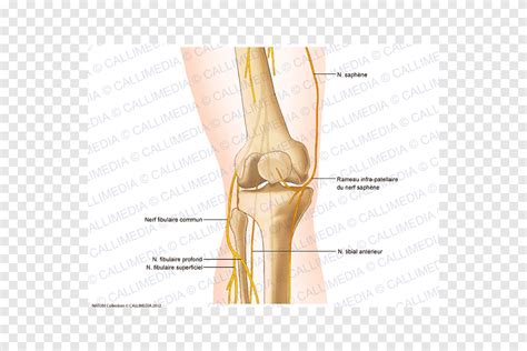 Rodilla anatomía del nervio peroneo nervio safeno rodilla mano