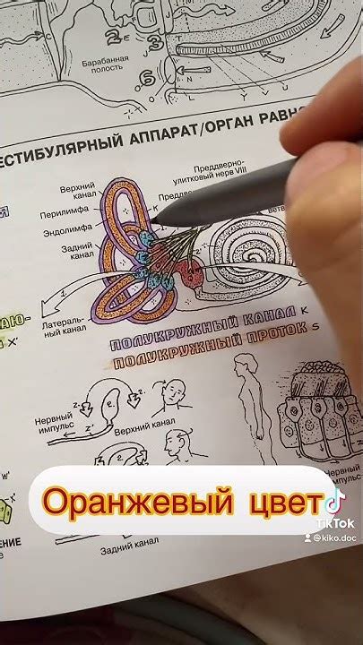 Вестибулярный аппарат, орган равновесия - YouTube