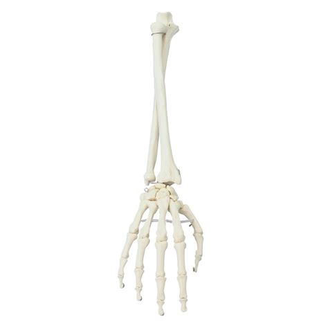 Erler Zimmer Hand And Forearm Anatomy Model Labworld Co Uk