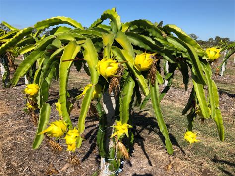 Pitaya Tree