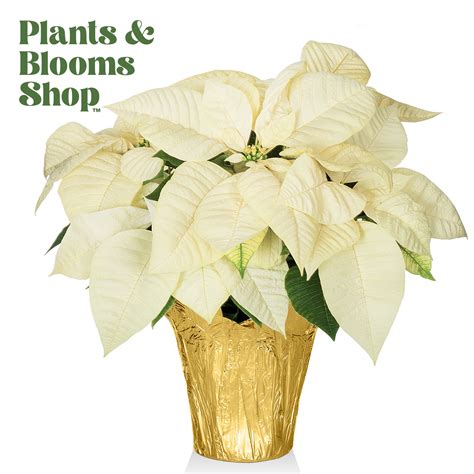 Plants And Blooms White Poinsettia Live Plant In Grower Pot