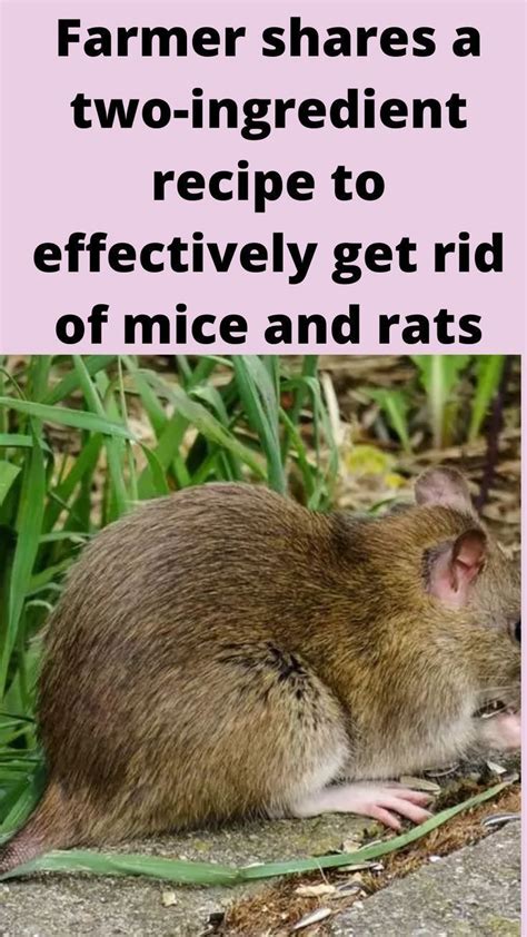 How To Get Rid Of Mice Artofit