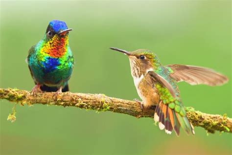 Male Vs Female Hummingbirds 7 Differences