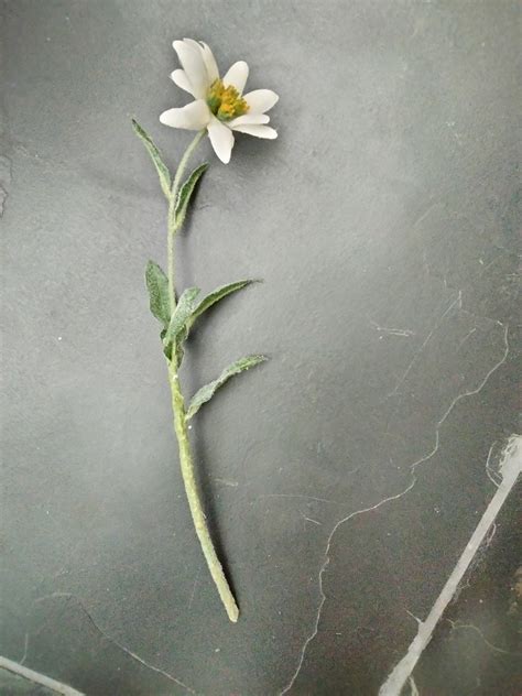 Silk Edelweiss Flower Stem With 1 Flower German Specialty Imports Llc