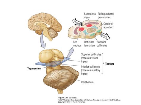 Fundamentals Of Human Neuropsychology Ppt Video Online Download