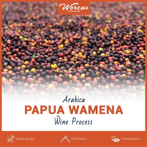 Jual Green Bean Arabica Papua Wamena Wine Process Kg Biji Kopi Mentah