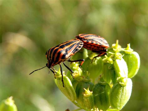 Photographiez Les Insectes Pollinisateurs Des Belleville Actumontagne