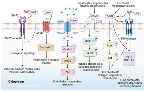 IJMS Free Full Text Cartilage Oligomeric Matrix Protein Diseases