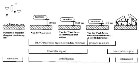 A Diagrammatic Representation Of The Various Stages Of Biofilm