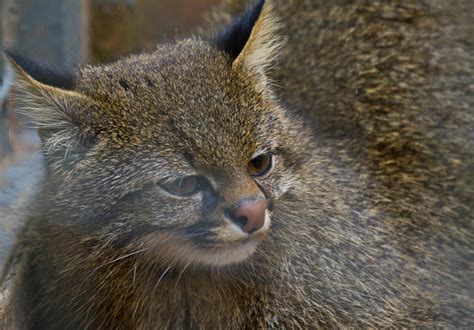 Колоколо (лат. Leopardus colocolo)