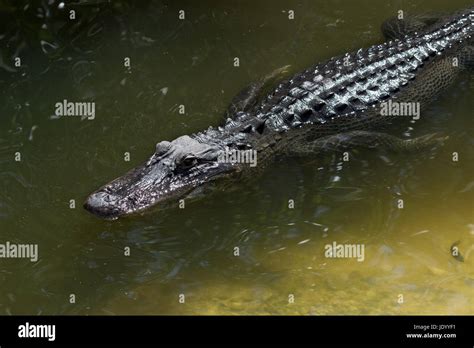 Alligator Alligator Mississippiensis Swimming Big Cypress National