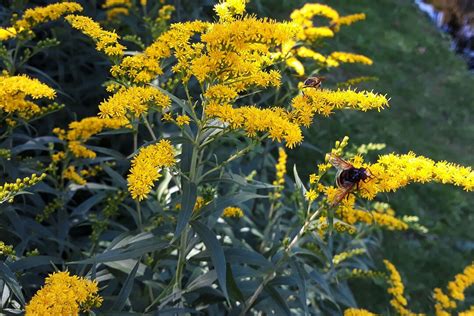 Gray Goldenrod PREORDER SPRING 2024 Solidago Nemoralis Live Plant