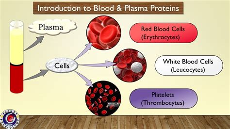 Elevated Protein In Your Blood At Olivelmartino Blog