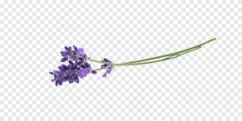 Lavender Flower Herb Flower Purple Botany Png PNGEgg