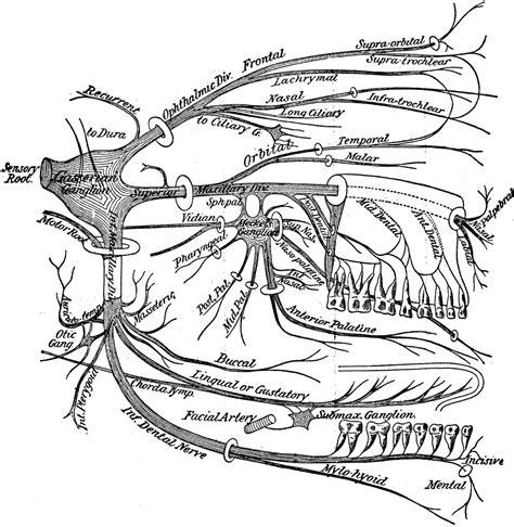 Brain Cranial Nerves Coloring Anatomy Craneales Physiology Anatomie