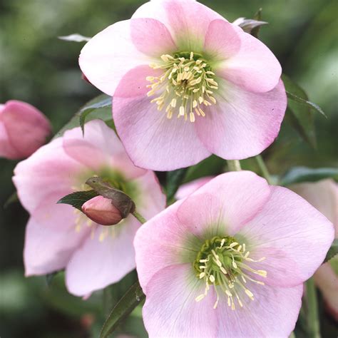 Buy Premium Quality Helleborus Single Pink From Dutch Bulbs