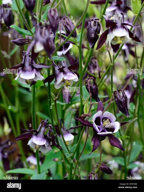 Aquilegia William Guinness White Purple Dark Bicolour Bicolor Flower