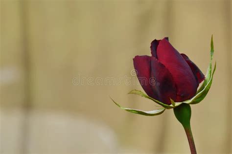 Black Beauty Rose Blooming in Garden Stock Photo - Image of blooming ...