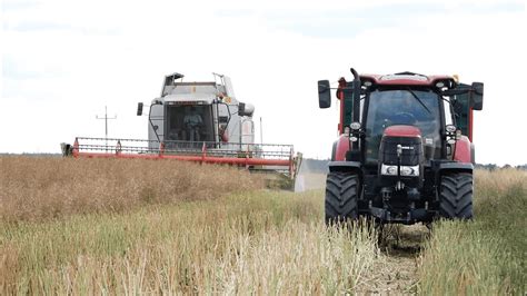 Żniwa Rzepaku 2023 Pierwsi We Wsi Case Puma 150 Fendt 611LSA