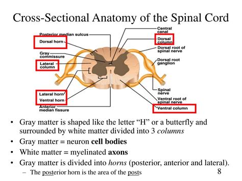 Cross Sectional Diagram Of Spinal Cord