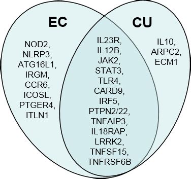 Enfermedad Inflamatoria Intestinal British Society For Immunology