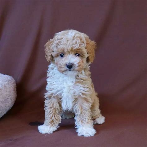 Find Maltipoo Puppies For Sale Near Connecticut Furevermaltiooo