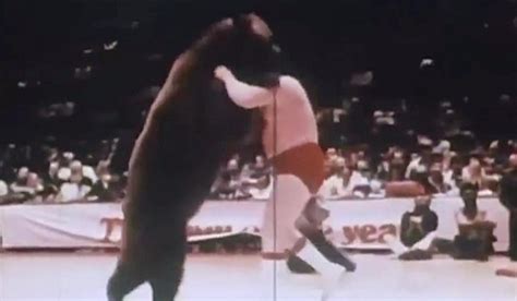 We're Thankful For Video Of A Bear Wrestling People At Sixers Games