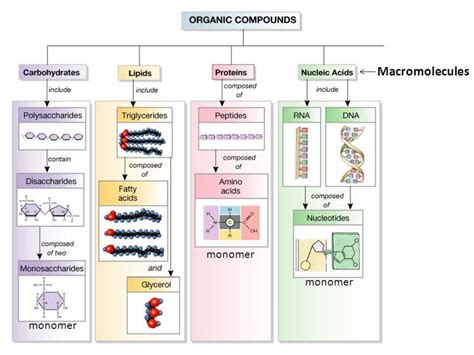 Macromolecules Chart Structures