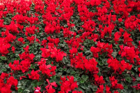 Free Photo | Texture of red flowers