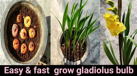 Easy And Fast Grow Gladiolus Bulb Grow Gladiolus From Cormsgladioli Youtube