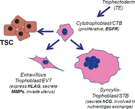 Examining The Development Of Extraembryonic Lineages Examining The